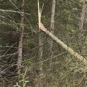 Wind Storm Casualty