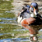 canard Branchu