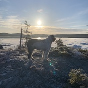 Morning Walk