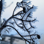 early morning frost